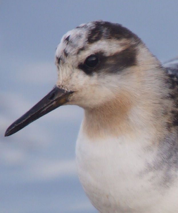 Grey Phalarope