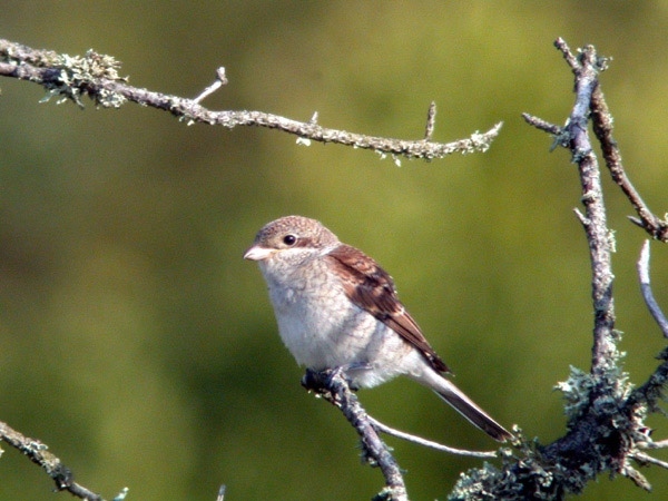 Red-backed Shrike