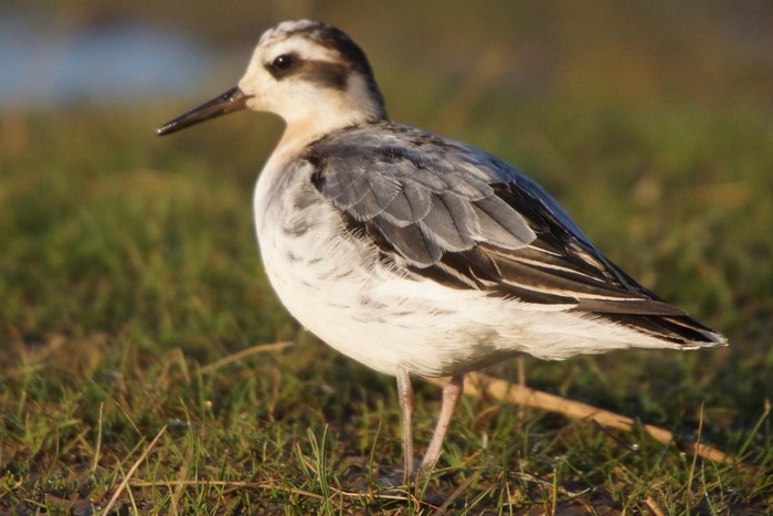 Grey Phalarope