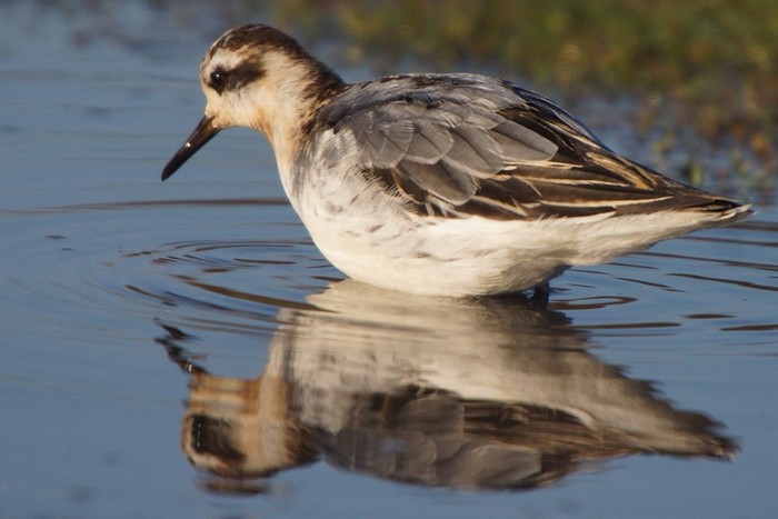 Grey Phalarope