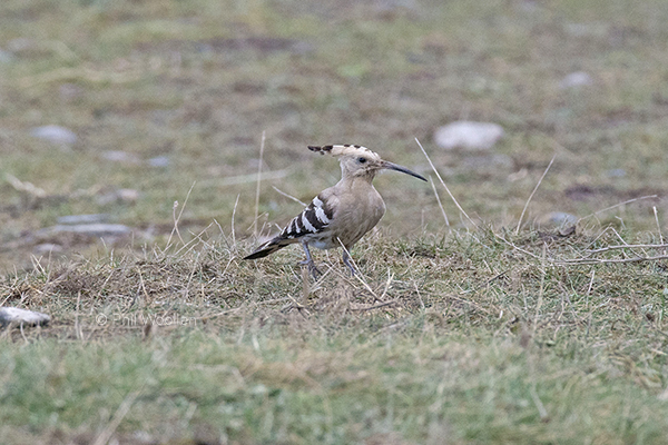 Hoopoe