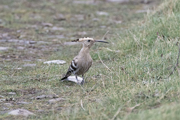 Hoopoe