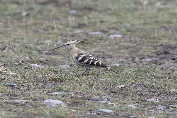 Hoopoe