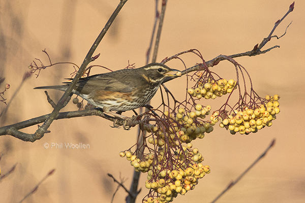 Redwing