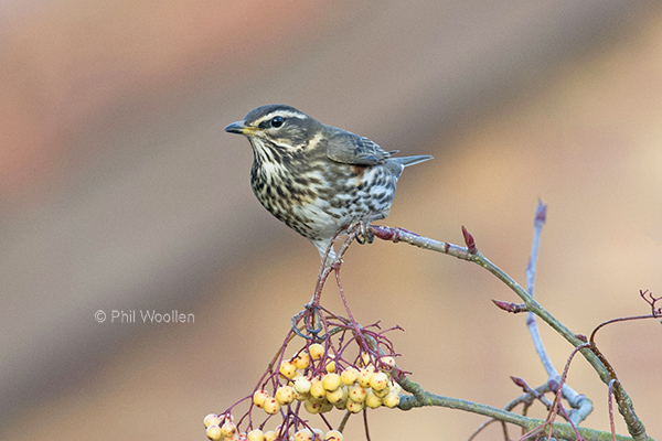 Redwing