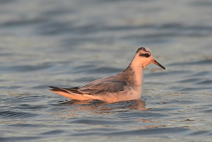 Grey Phalarope
