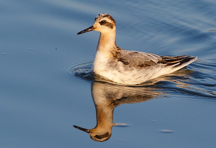 Grey Phalarope