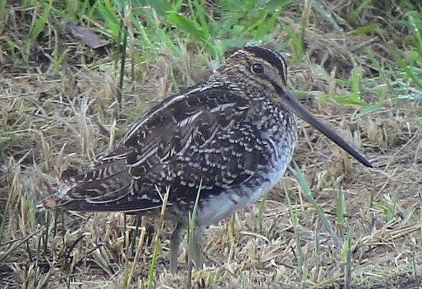 Wilson's Snipe