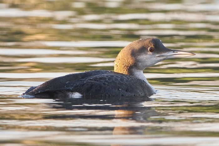 Black-throated Diver
