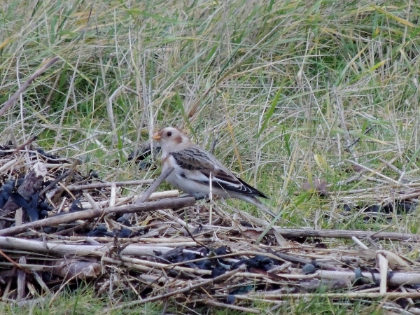 Snow Bunting