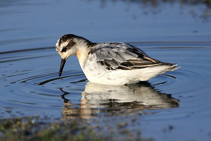 Grey Phalarope