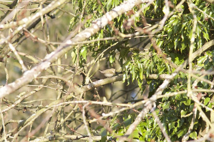 Hume's Yellow-browed Warbler