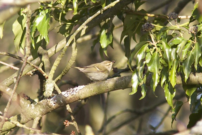Hume's Yellow-browed Warbler