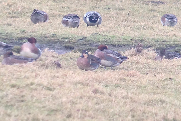 Baikal Teal