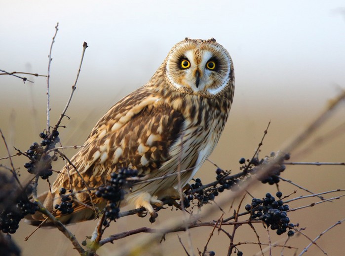 Short-eared Owl