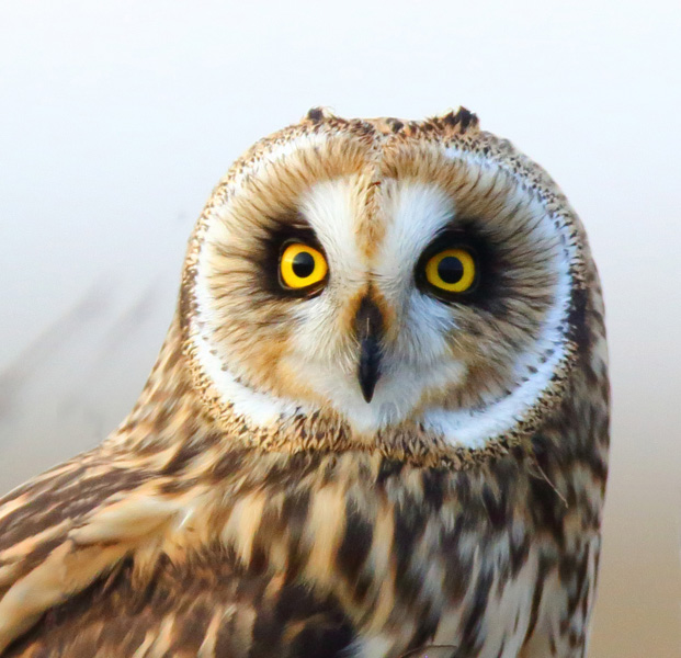 Short-eared Owl