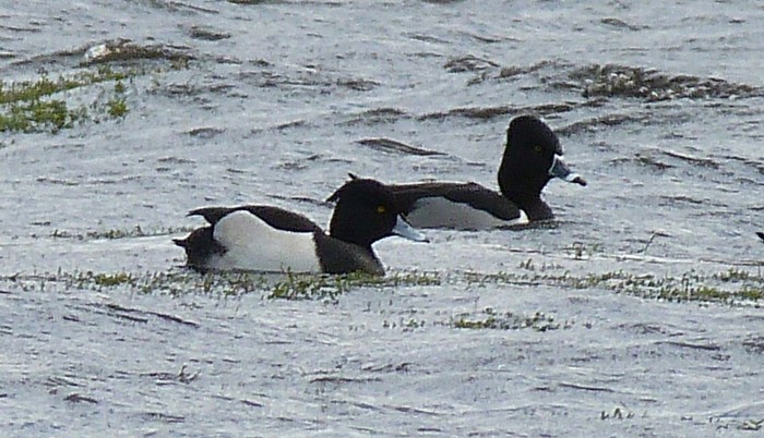 Ring-necked Duck