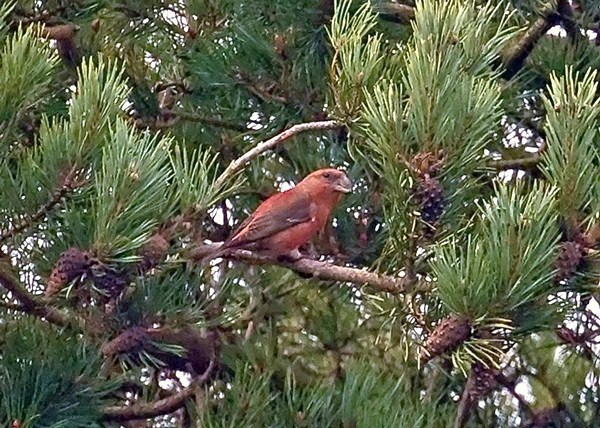 Parrot Crossbill