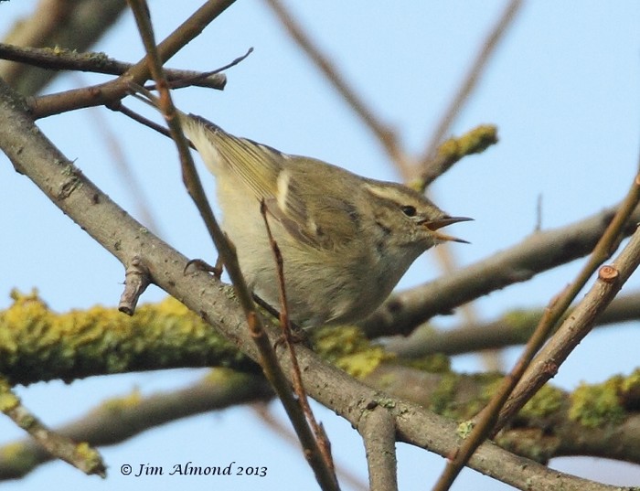 Hume's Yellow-browed Warbler