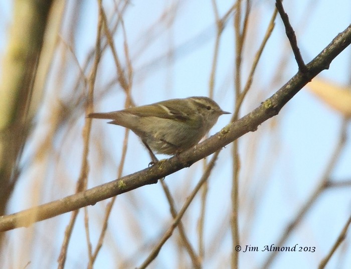 Hume's Yellow-browed Warbler
