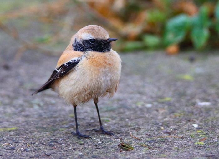 Desert Wheatear