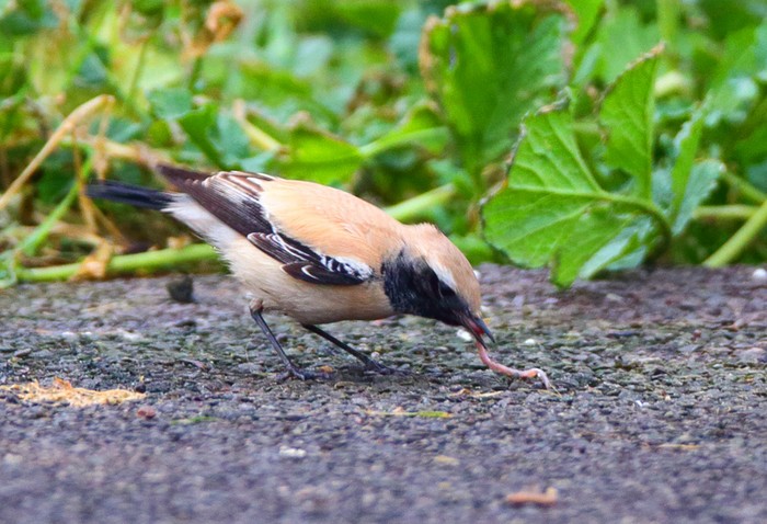 Desert Wheatear