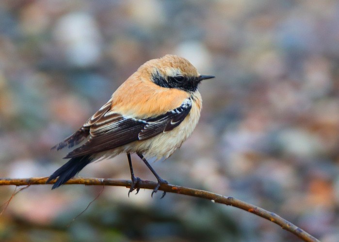 Desert Wheatear
