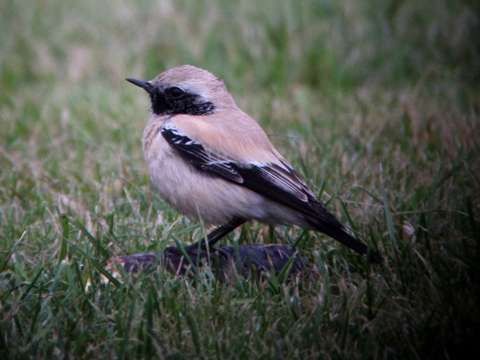 Desert Wheatear