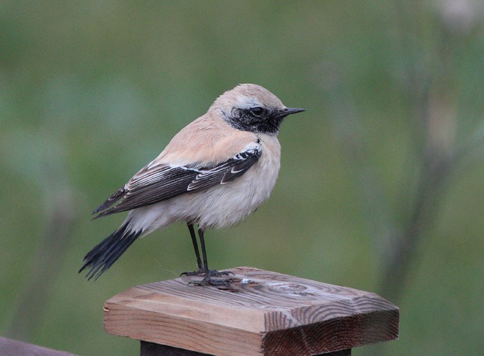 Desert Wheatear