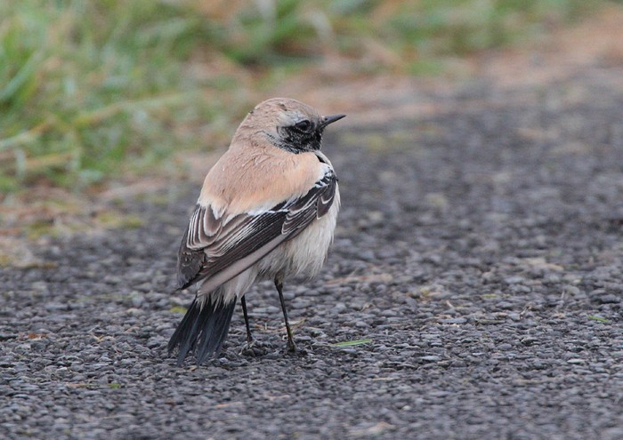 Desert Wheatear