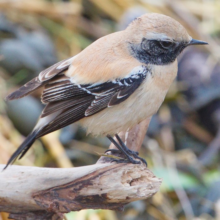 Desert Wheatear