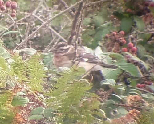 Rose-breasted Grosbeak