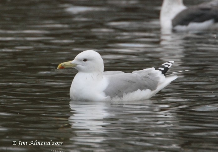 Caspian Gull
