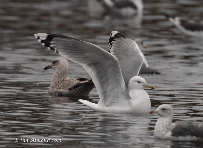 Caspian Gull