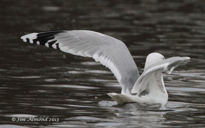 Caspian Gull