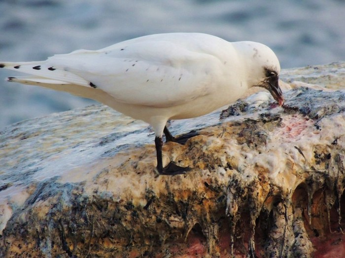 Ivory Gull