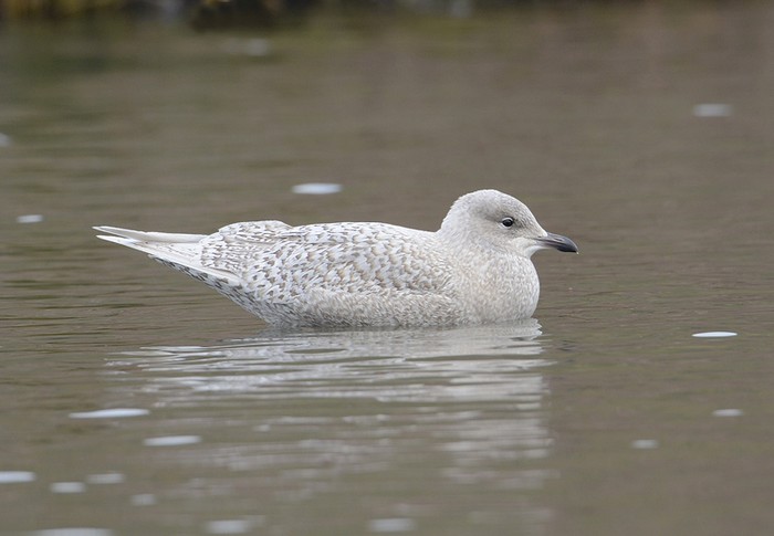 Iceland Gull