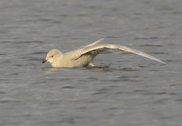 Iceland Gull