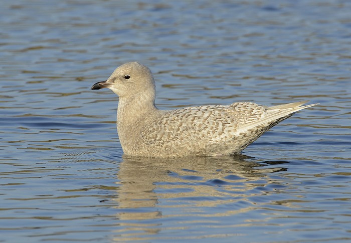 Iceland Gull