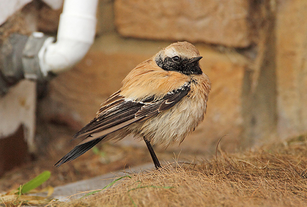 Desert Wheatear