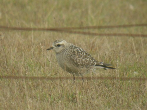 American Golden Plover