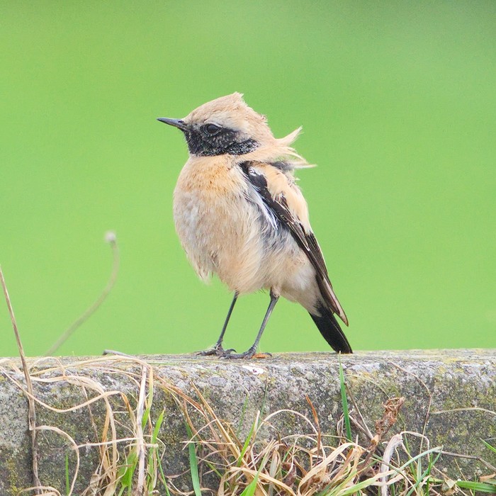 Desert Wheatear