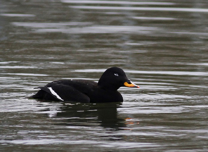 Velvet Scoter