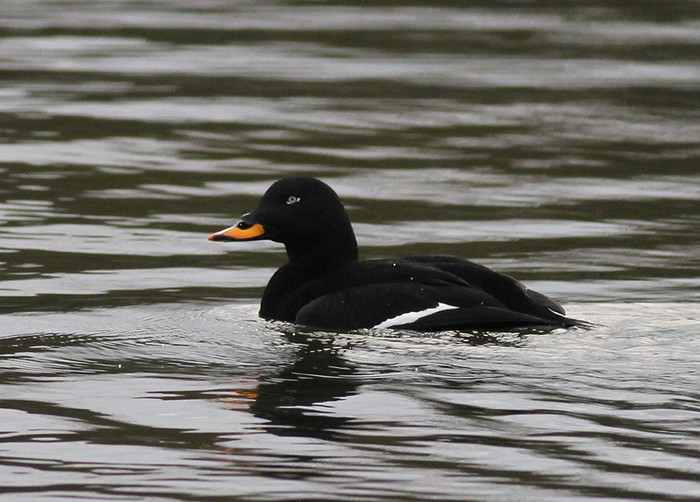 Velvet Scoter