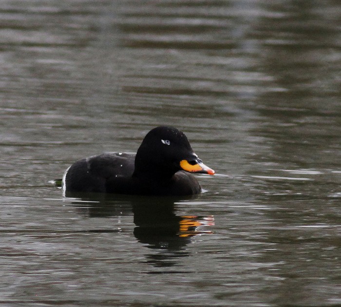 Velvet Scoter