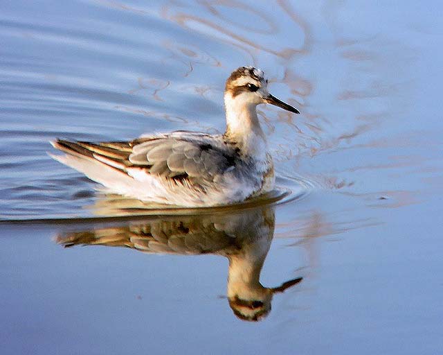 Grey Phalarope