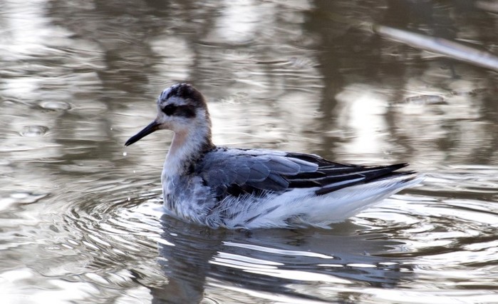 Grey Phalarope