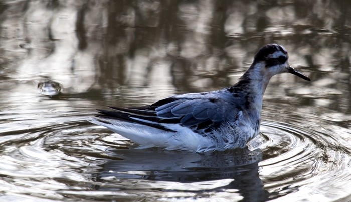 Grey Phalarope