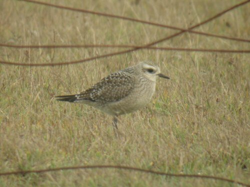 American Golden Plover