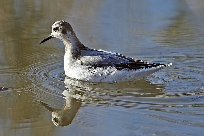 Grey Phalarope